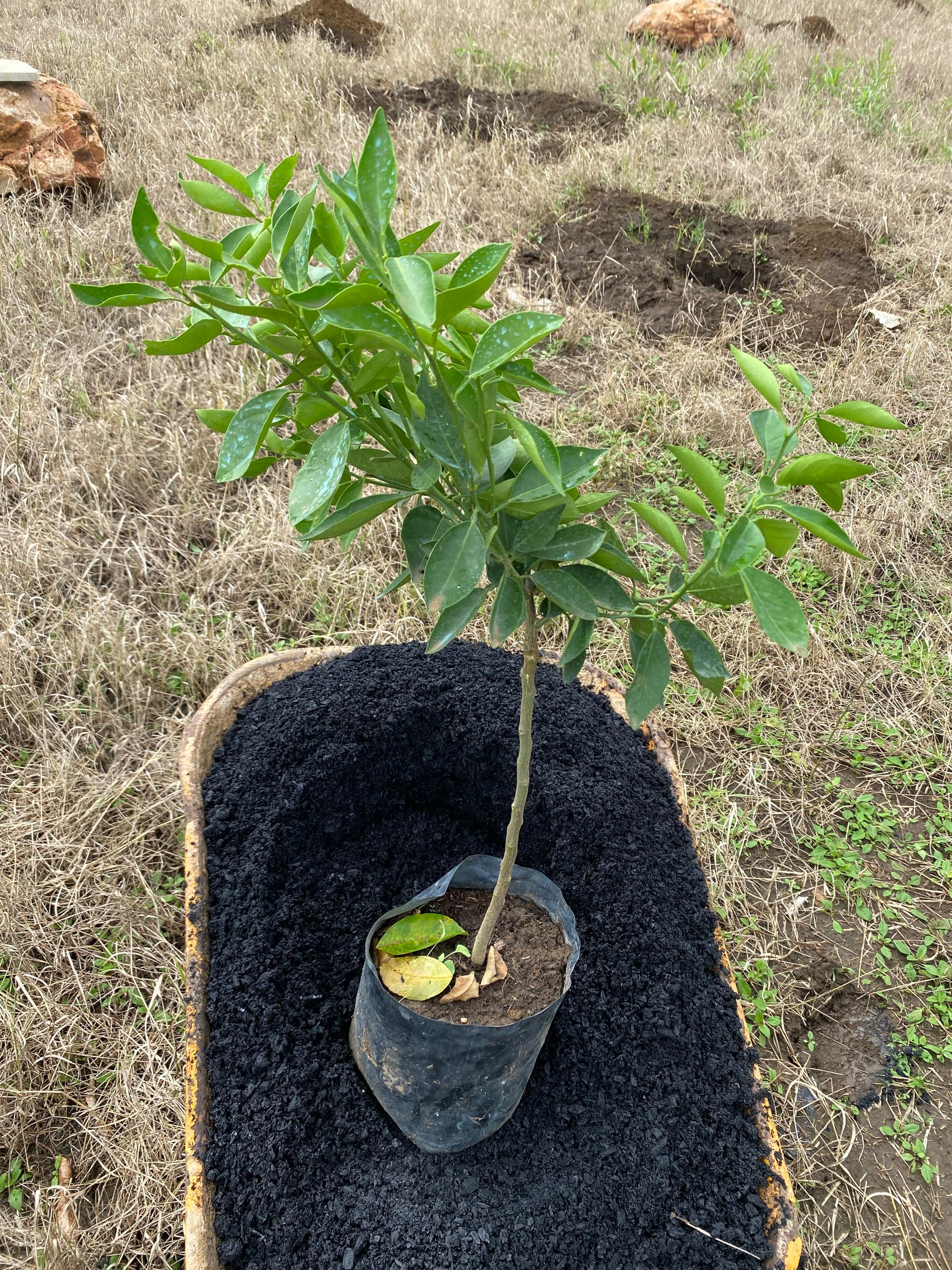 Pyro Biochar product photo 2